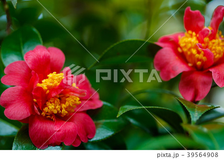 サンダンカ 三段花の写真素材 - PIXTA