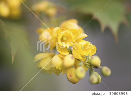 黄色い花 葉っぱにトゲがある 花のイメージ写真の写真素材