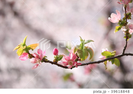 かりん 花 バラ科 植物の写真素材