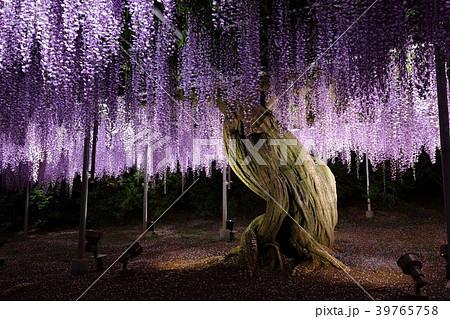 藤 幻想的 高画質 花の写真素材