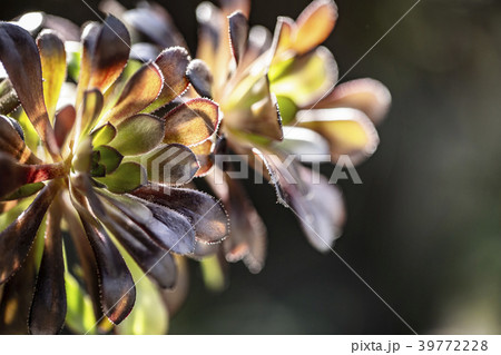 黒法師 多肉植物の写真素材