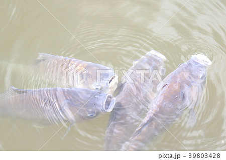 酸欠 魚の写真素材