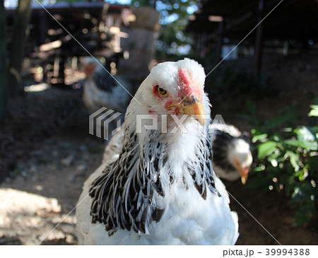 ニワトリ 鳥 鳥類 顔の写真素材