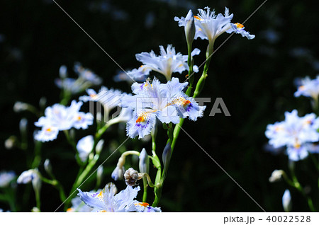 日陰の花 アヤメ属 美しい花 多年草の写真素材