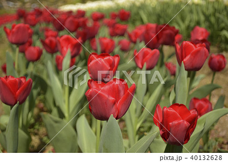 チューリップ イルデフランス チューリップ畑 花畑の写真素材