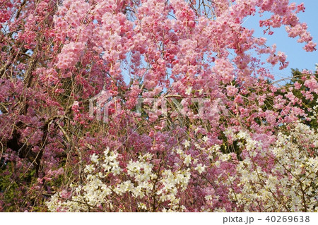 リョクガクザクラ 緑萼桜 りょくがくざくら ミドリザクラの写真素材 - PIXTA