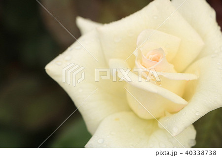 マダム サチ マダムサチ 白バラ 薔薇の写真素材