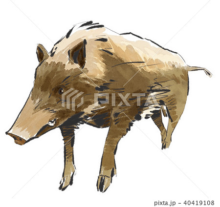 ニホンイノシシ 猪の写真素材