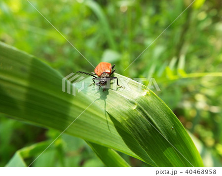 赤い羽 赤い背中 アカハネムシ 昆虫の写真素材