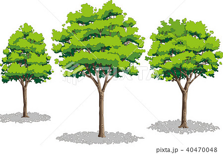 立木 木 2本 樹木のイラスト素材