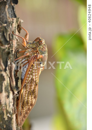 セミ 夏 昆虫 横の写真素材 - PIXTA