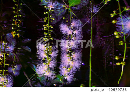 下がり花の写真素材