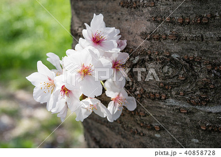 胴吹き桜の写真素材