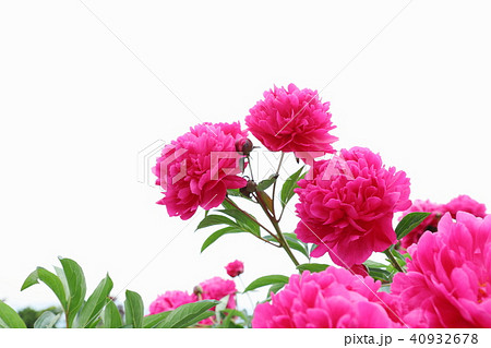 ショッキングピンク色の花の写真素材