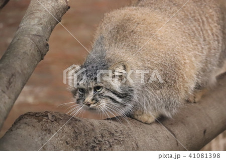 マヌル猫の写真素材