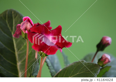 グロキシニア 花 赤色 植物の写真素材