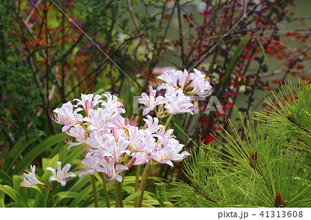 ツツラの写真素材 - PIXTA 