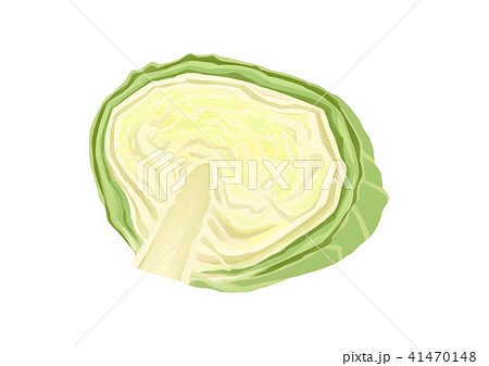 キャベツ 野菜 カット 断面のイラスト素材