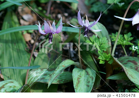片栗 カタクリ 花言葉は 寂しさに耐える の写真素材