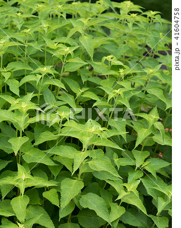 延命草