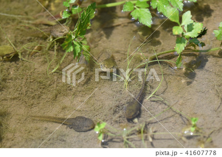 オタマジャクシ 手足 水の中 おたまじゃくしの写真素材