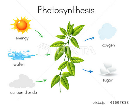 光合成 エナジー 葉っぱ 植物のイラスト素材