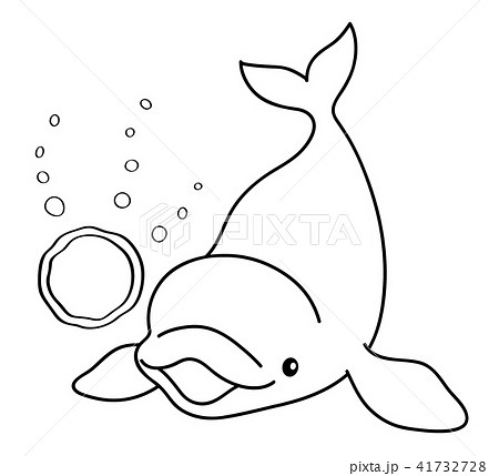シロイルカ 白イルカ いるか イルカの写真素材