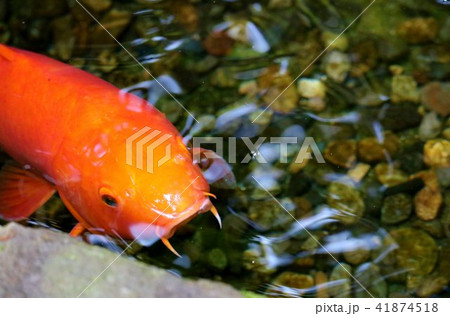 鯉 池 コイ ヒゲの写真素材