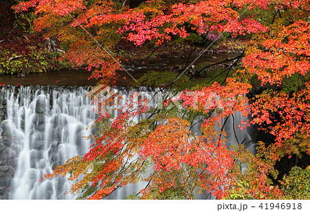 愛知県岡崎市くらがり渓谷の紅葉の写真素材