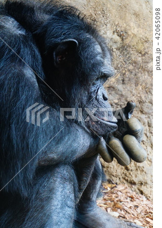 チンパンジー 横顔 動物 猿の写真素材