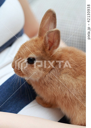 うさぎ 小動物 抱っこの写真素材