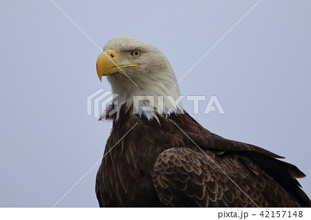 野生の白頭鷲 ハクトウワシ アメリカンイーグル Bald Eagle の写真素材