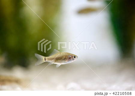 鮒 魚 フナの写真素材