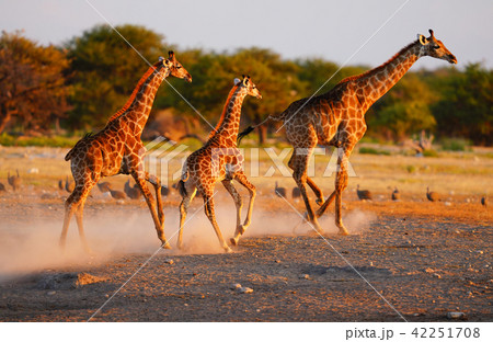 ケープキリンの写真素材