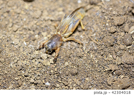 ケラ 虫 昆虫 動物の写真素材