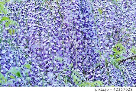 淡藤紫色 薄紫 壁紙の写真素材 Pixta