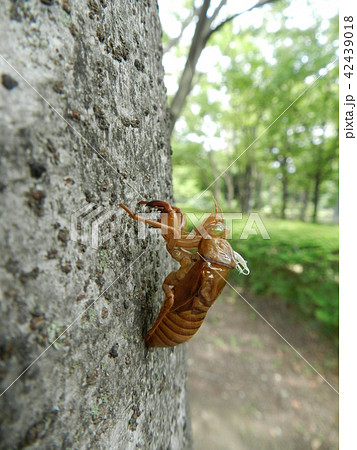 死骸 蝉の写真素材