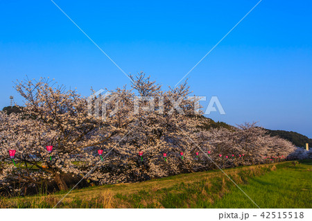 琴海桜まつりの写真素材