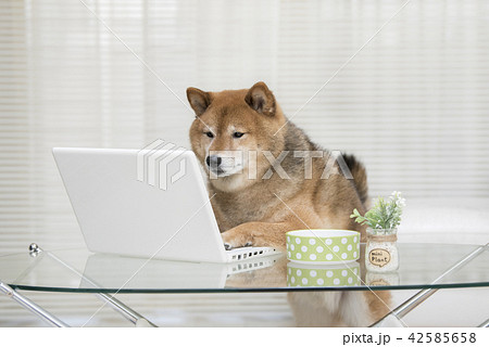 ノートパソコン 犬 動物 パソコンの写真素材