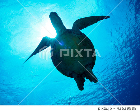 海亀正面の写真素材 - PIXTA