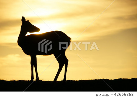 おぼろ夕日の写真素材 - PIXTA