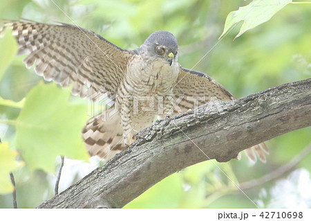 ツミの写真素材