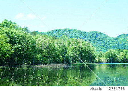 矢の原湿原の写真素材