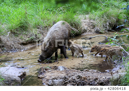 うり坊の写真素材 - PIXTA