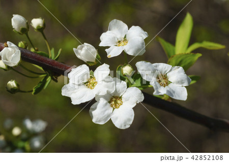 プラムの花の写真素材