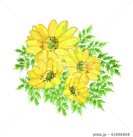 福寿草 花 黄色の花 イラストのイラスト素材