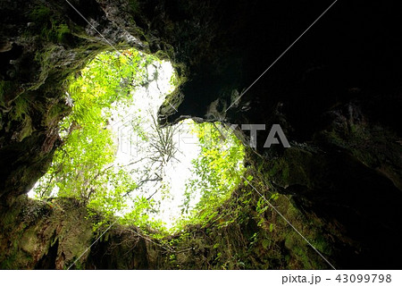 ウィルソン株の写真素材