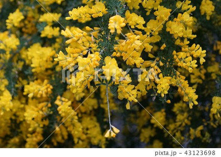 花 エニシダ 鉢植え 自然の写真素材