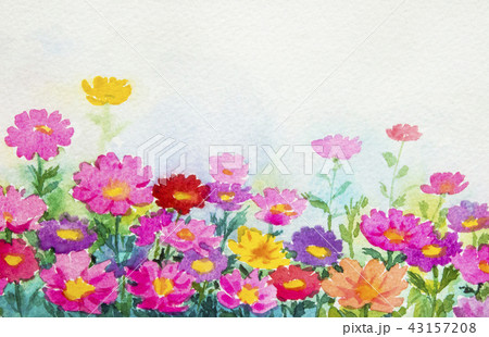 デイジー 背景 カード イラスト花 壁紙 可愛い花 ピンク 春 フラワーのイラスト素材