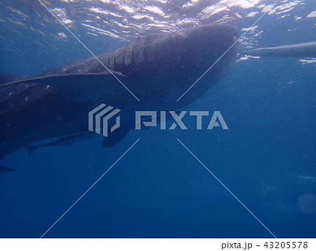 サメ ジンベイザメ コバンザメ 魚類の写真素材